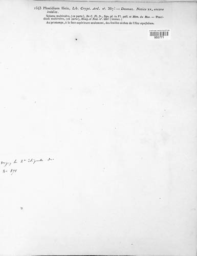 Phacidium lauri image